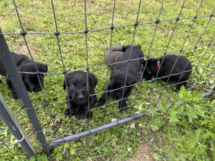 Labrador Welpen grau/schwarz