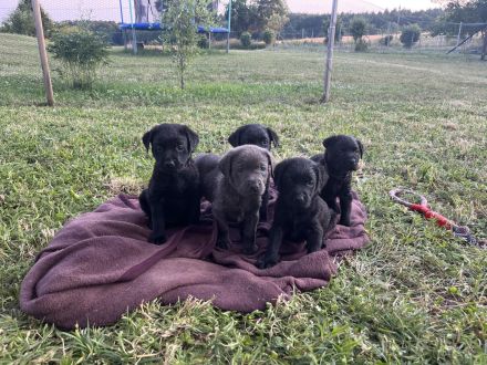 Labrador Welpen grau/schwarz