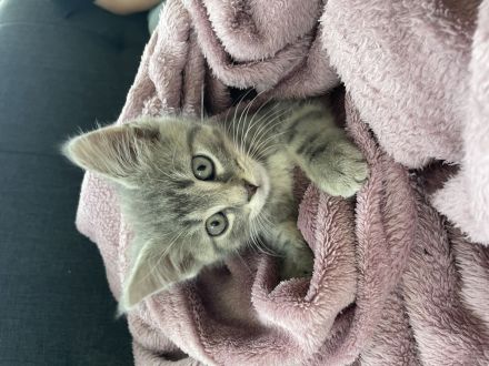 Verspieltes Kitzen sucht liebevolles Zuhause!