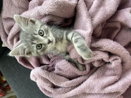 Verspieltes Kitzen sucht liebevolles Zuhause!