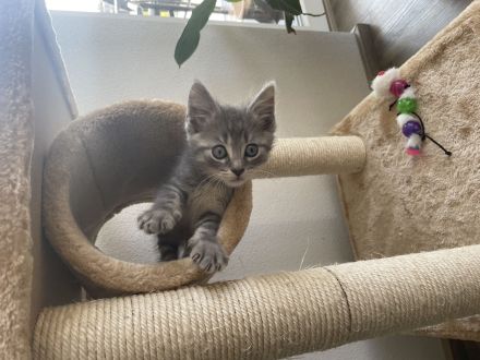 Verspieltes Kitzen sucht liebevolles Zuhause!