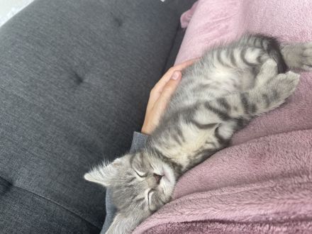 Verspieltes Kitzen sucht liebevolles Zuhause!