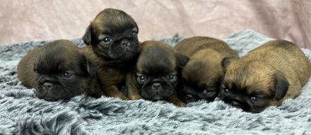 Brüsseler Zwerggriffon Rüde mit Ahnentafel