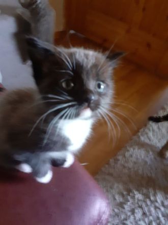 BkH-Maine Coon Kitten dürfen ausziehen