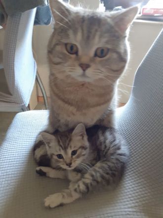 BkH-Maine Coon Kitten dürfen ausziehen