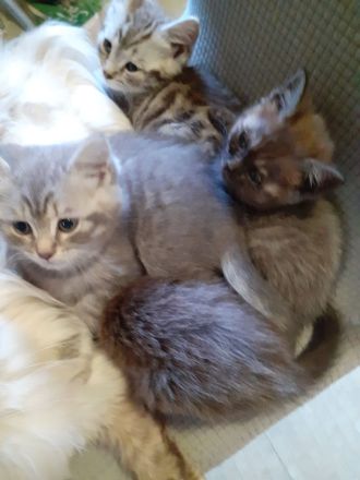 BkH-Maine Coon Kitten dürfen ausziehen