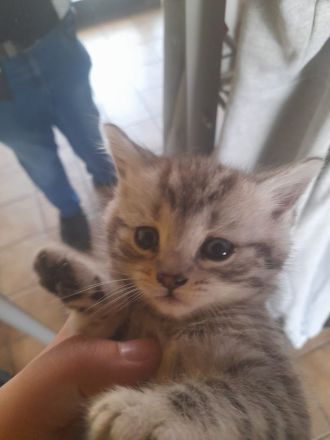 BkH-Maine Coon Kitten dürfen ausziehen