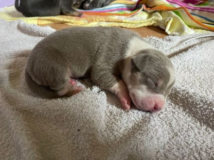 XL American Bully Bossy Bloodline