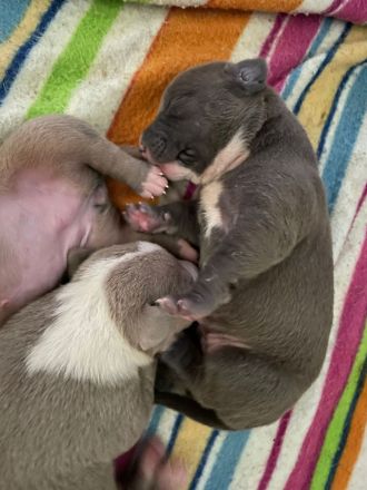 XL American Bully Bossy Bloodline