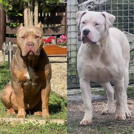 XL American Bully Bossy Bloodline