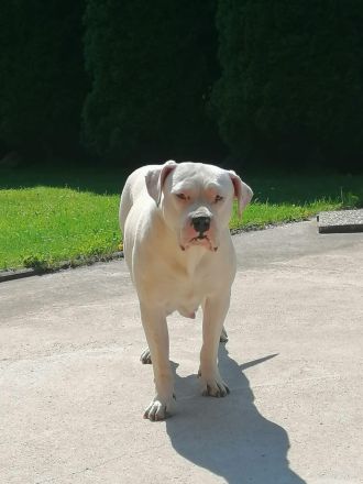 XL American Bully Bossy Bloodline