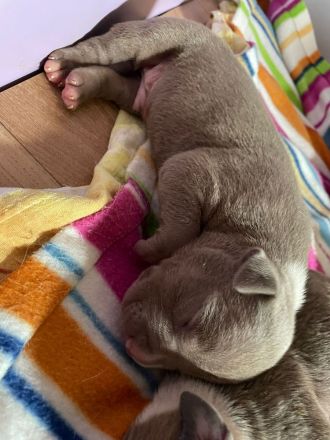 XL American Bully Bossy Bloodline