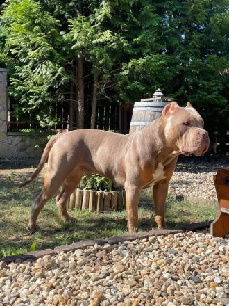 XL American Bully Bossy Bloodline