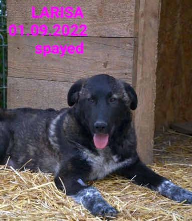 liebe, kastrierte Larisa,geb.1.09.2022, hofft auf ein heim bei tierlieben Menschen die sie aufnehmen