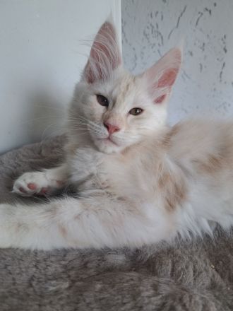 Maine Coon Katerchen mit Stammbaum