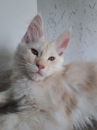 Maine Coon Katerchen mit Stammbaum