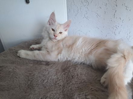 Maine Coon Katerchen mit Stammbaum