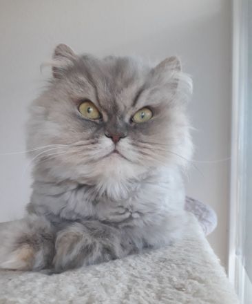 Schönes Perser Katzen Mädchen mit Nase