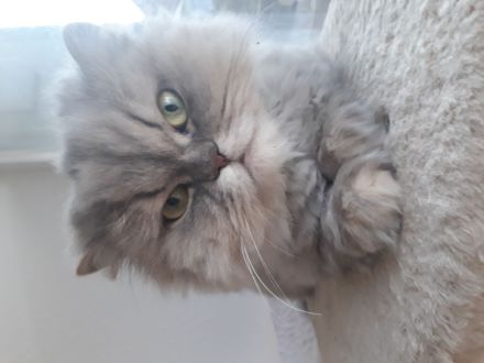 Schönes Perser Katzen Mädchen mit Nase