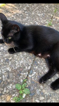 Katzenbabys, BKH Kitten, super süß 🥰