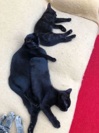 Katzenbabys, BKH Kitten, super süß 🥰