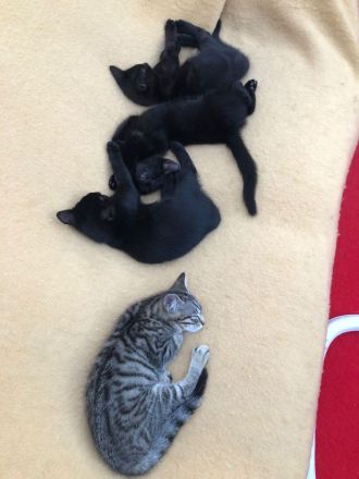 Katzenbabys, BKH Kitten, super süß 🥰
