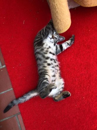 Katzenbabys, BKH Kitten, super süß 🥰