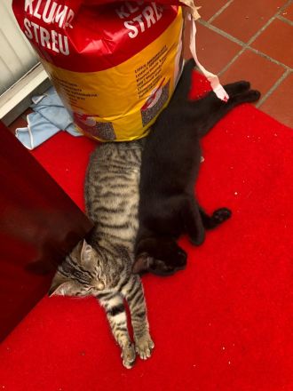 Katzenbabys, BKH Kitten, super süß 🥰