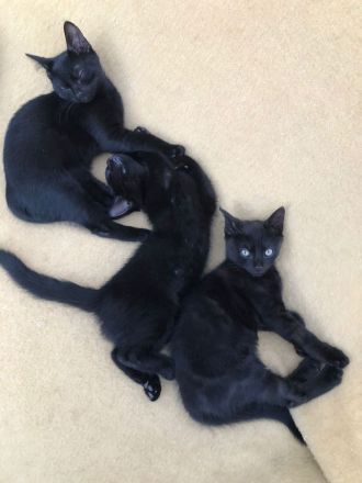 Katzenbabys, BKH Kitten, super süß 🥰