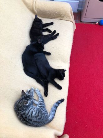 Katzenbabys, BKH Kitten, super süß 🥰