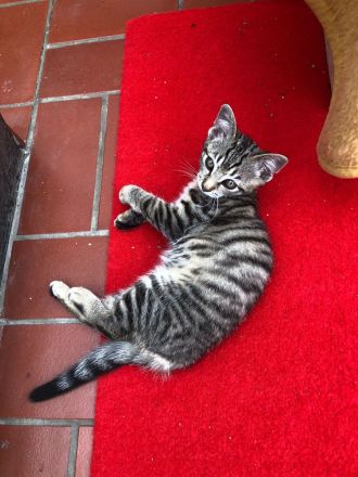 Katzenbabys, BKH Kitten, super süß 🥰