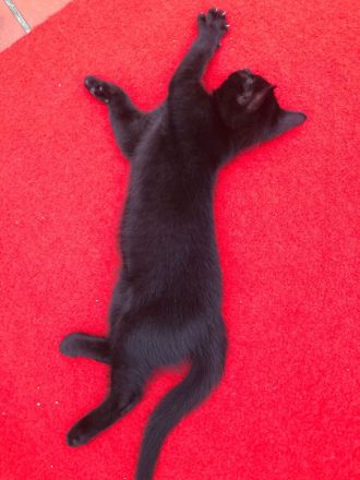 Katzenbabys, BKH Kitten, super süß 🥰