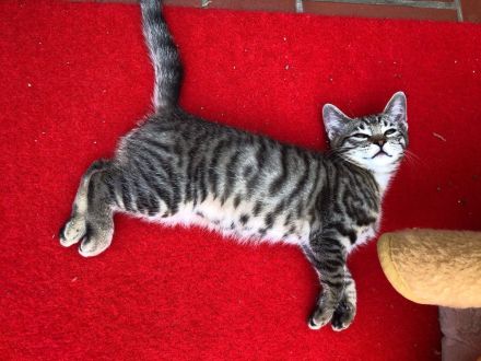 Katzenbabys, BKH Kitten, super süß 🥰