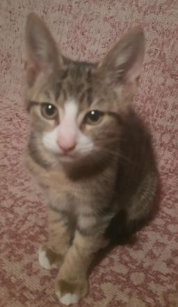 Kater sucht ein Zuhause