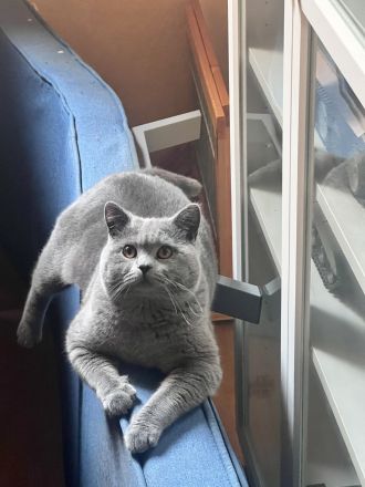 2 Süße BKH Kitten(2W) suchen neues Zuhause