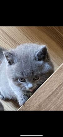 2 Süße BKH Kitten(2W) suchen neues Zuhause
