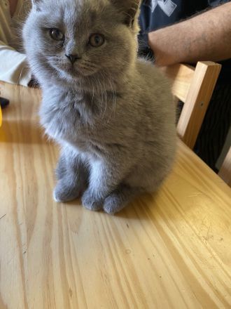 2 Süße BKH Kitten(2W) suchen neues Zuhause