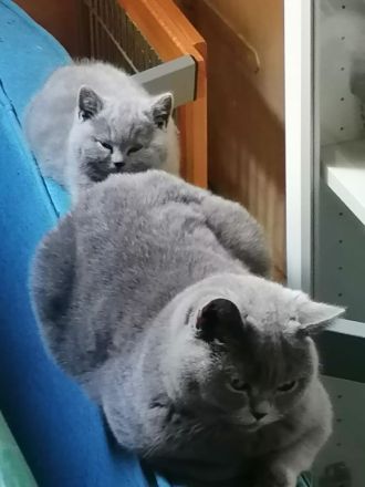 2 Süße BKH Kitten(2W) suchen neues Zuhause