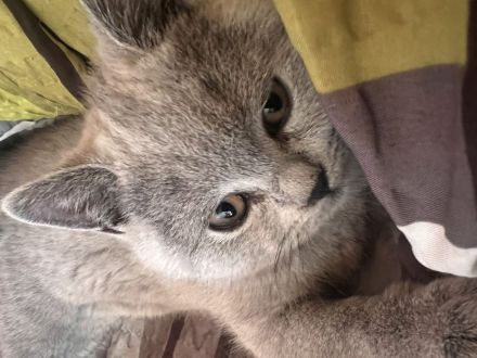 2 Süße BKH Kitten(2W) suchen neues Zuhause