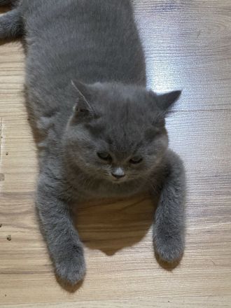 2 Süße BKH Kitten(2W) suchen neues Zuhause