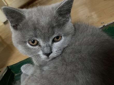 2 Süße BKH Kitten(2W) suchen neues Zuhause