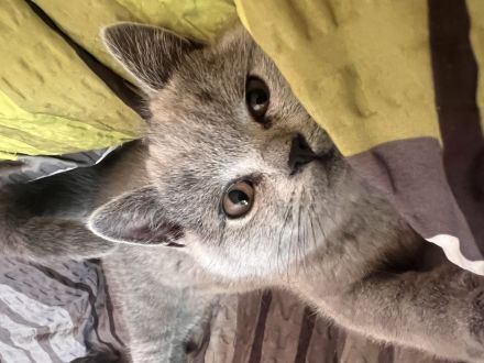 2 Süße BKH Kitten(2W) suchen neues Zuhause