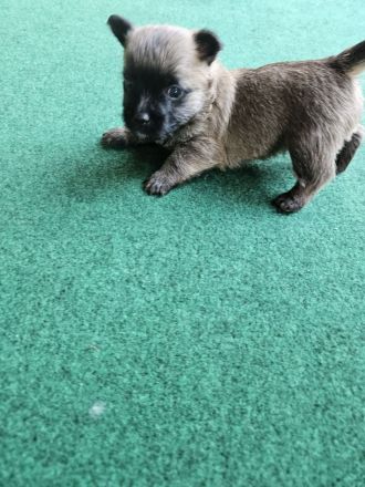 Cairn terrier Welpen