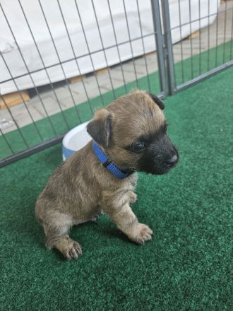 Cairn terrier Welpen