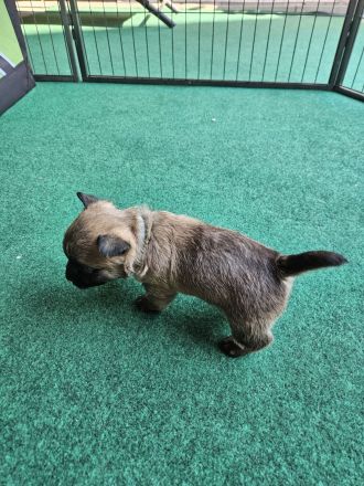 Cairn terrier Welpen