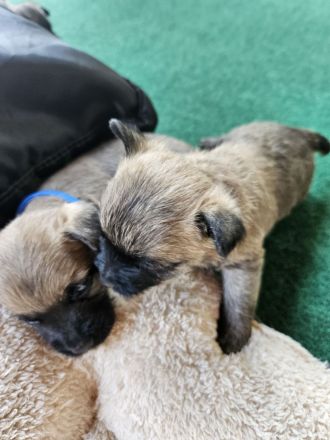 Cairn terrier Welpen