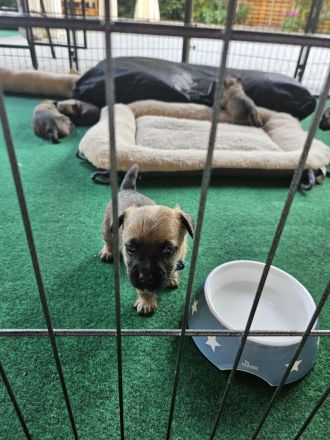 Cairn terrier Welpen