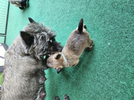 Cairn terrier Welpen