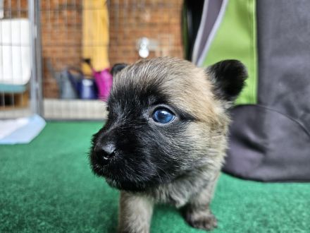 Cairn terrier Welpen