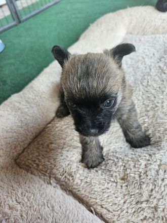 Cairn terrier Welpen